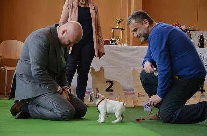 Two men kneel on green show carpet to look at a small pied French Bulldog puppy, while a woman watches behind them.