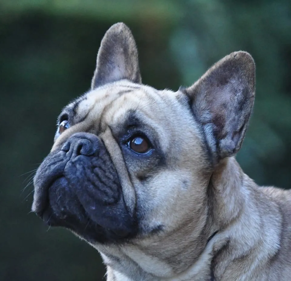 Close-up of a fawn French Bulldog with a dark mask, looking up.