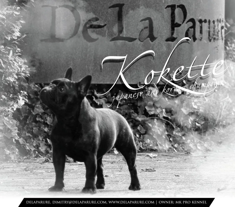 Black and white photo of a French Bulldog in front of the “De La Parure” stone, with the name “Kokette” written across it.