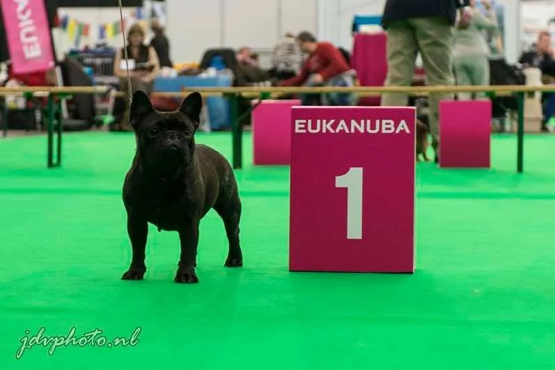A dark French Bulldog standing on green show carpet next to a pink number 1 stand.
