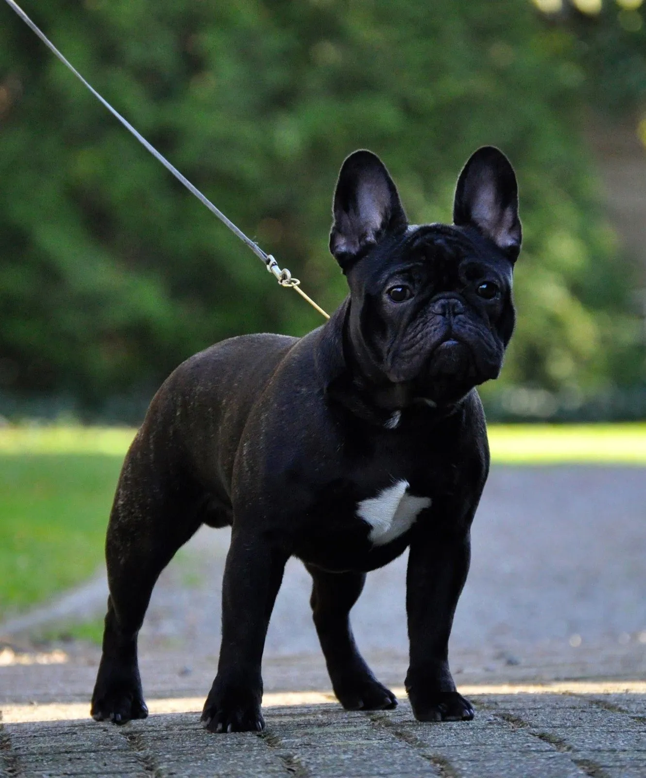 The same black French Bulldog standing on a lead, seen at an angle.