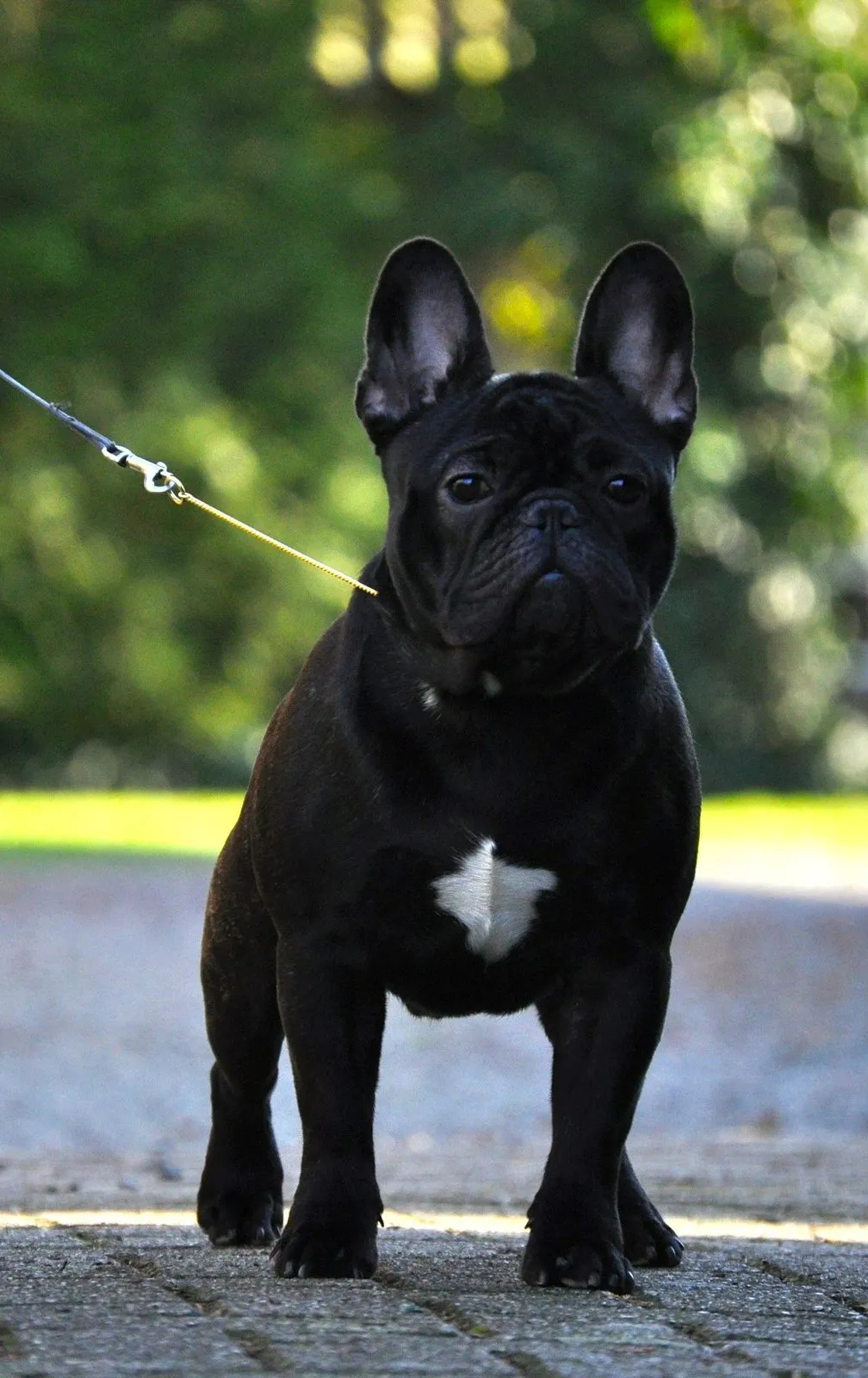 A black French Bulldog with a white chest mark standing on a lead, facing the camera.