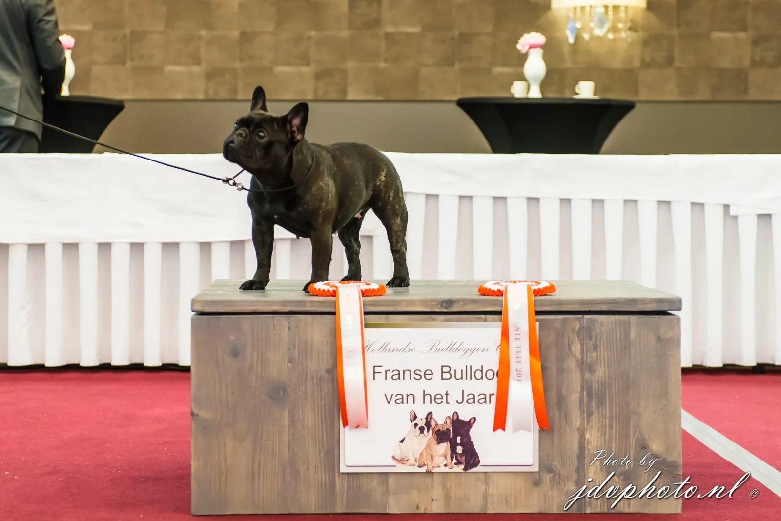 A dark brindle French Bulldog standing on a podium with orange ribbons and a sign reading “Franse Bulldog van het Jaar”.