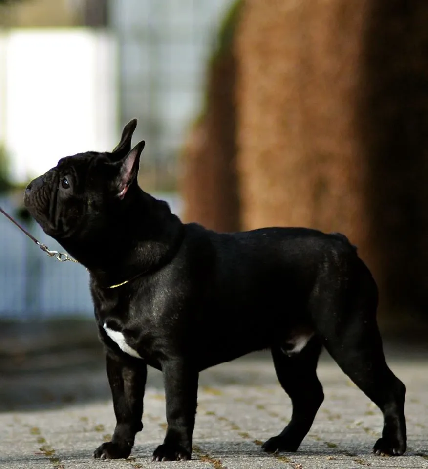 A black French Bulldog with a white chest mark, standing in profile on a lead and looking up.