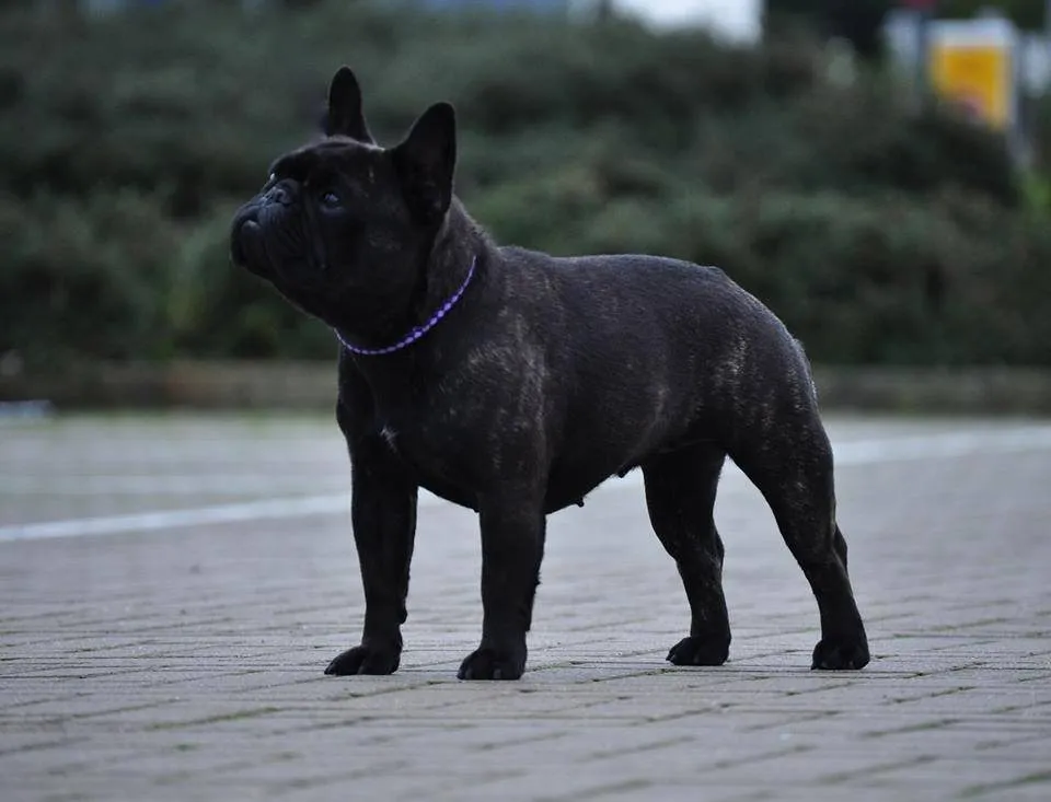 A black French Bulldog with a purple collar standing on paving.