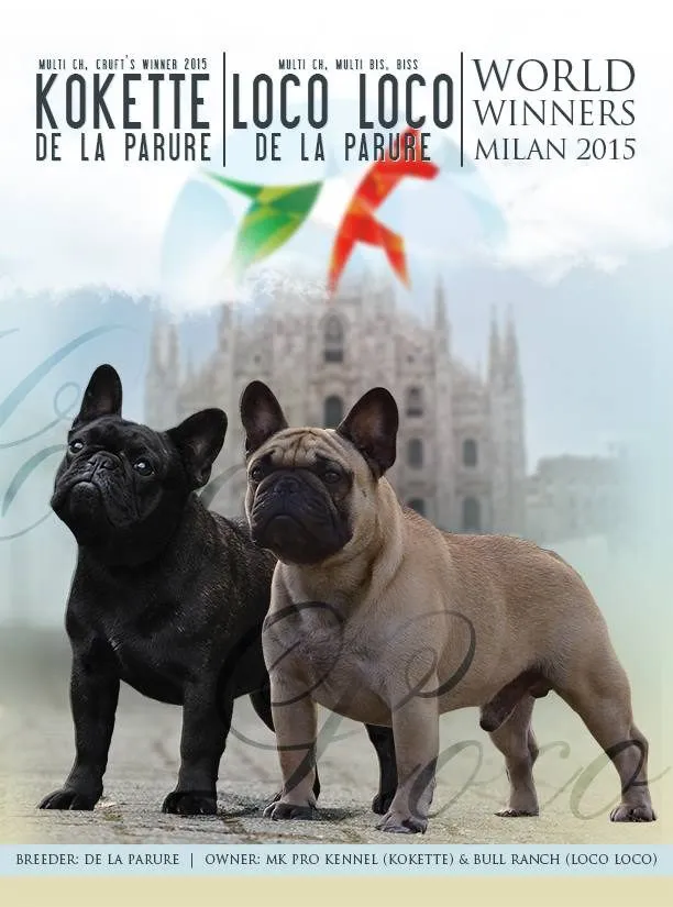 Poster “World Winners Milan 2015” with a black and a fawn French Bulldog, named Kokette de la Parure and Loco Loco de la Parure.