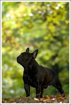 A dark French Bulldog standing among yellow autumn trees.
