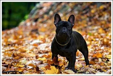 A black French Bulldog standing among autumn leaves.