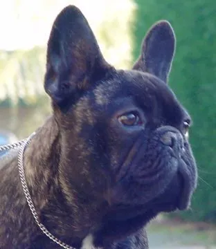 Close-up of a brindle French Bulldog on a chain lead.