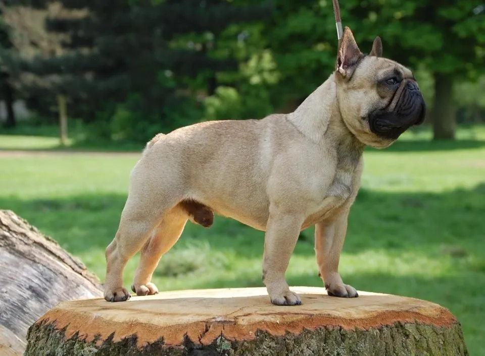 A fawn French Bulldog standing on a tree stump in a park.