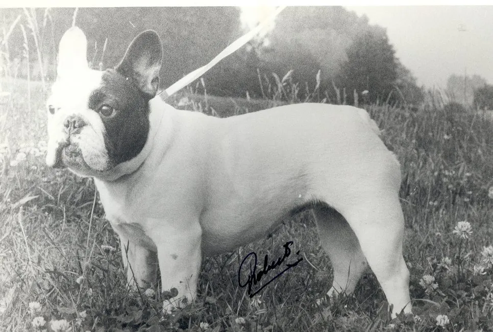 Old black and white photo of a pied French Bulldog standing on grass on a lead, signed at the bottom.