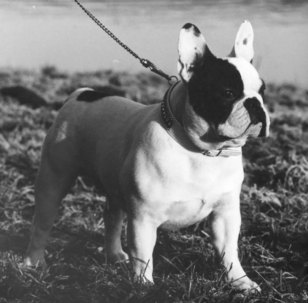 Black and white photo of a pied French Bulldog standing on grass on a lead.