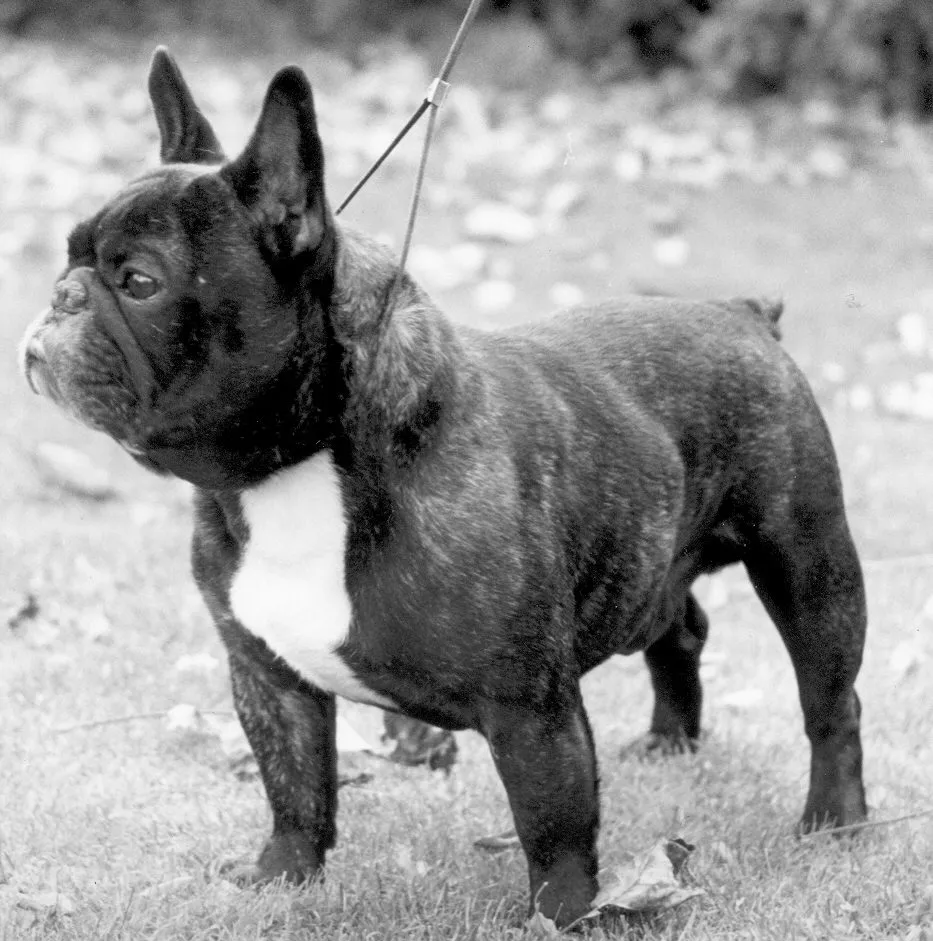 Black and white photo of a brindle French Bulldog with a white chest standing on a lead.