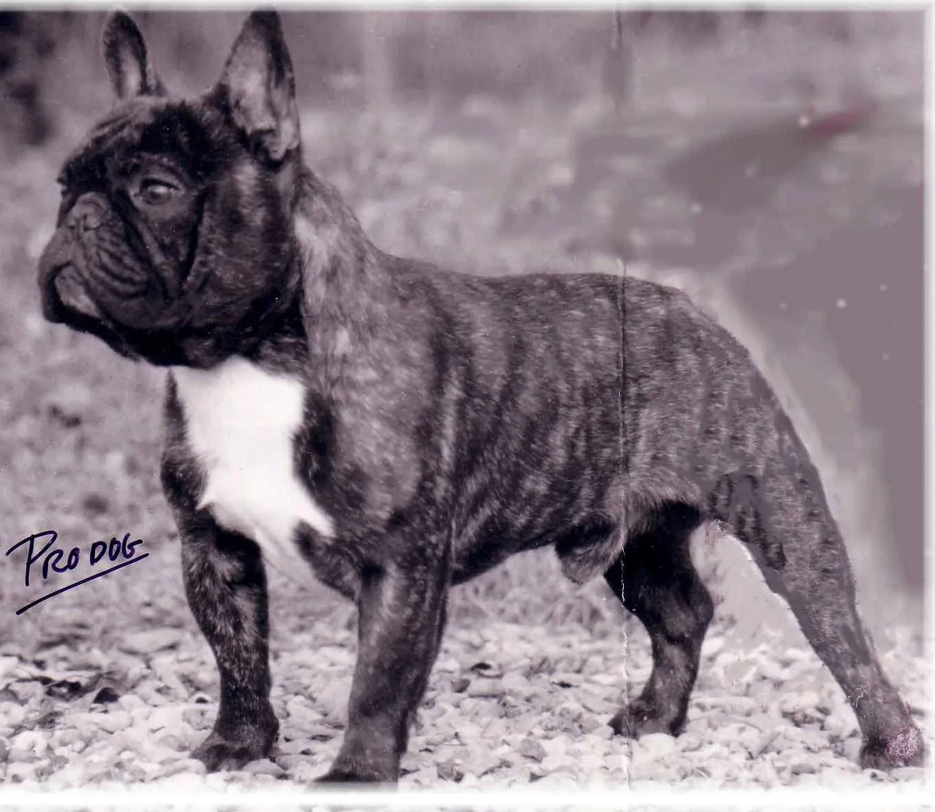 Old photo of a brindle French Bulldog with a white chest, standing in profile, signed in the corner.
