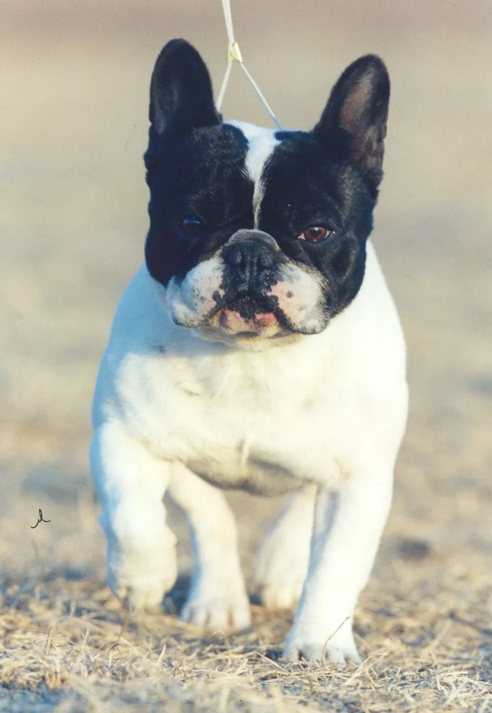 A pied French Bulldog walking towards the camera on a lead.