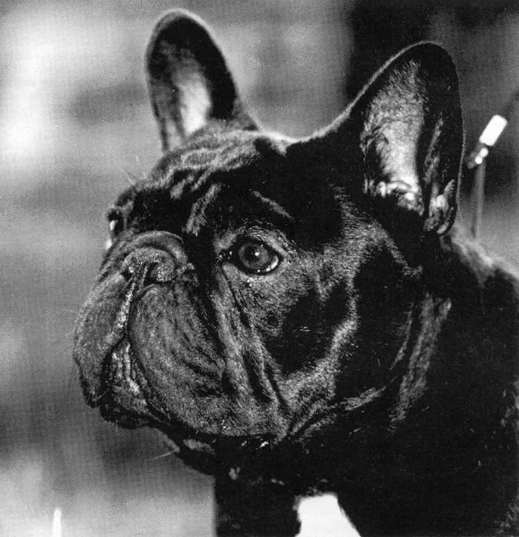 Black and white close-up of a dark French Bulldog’s head.