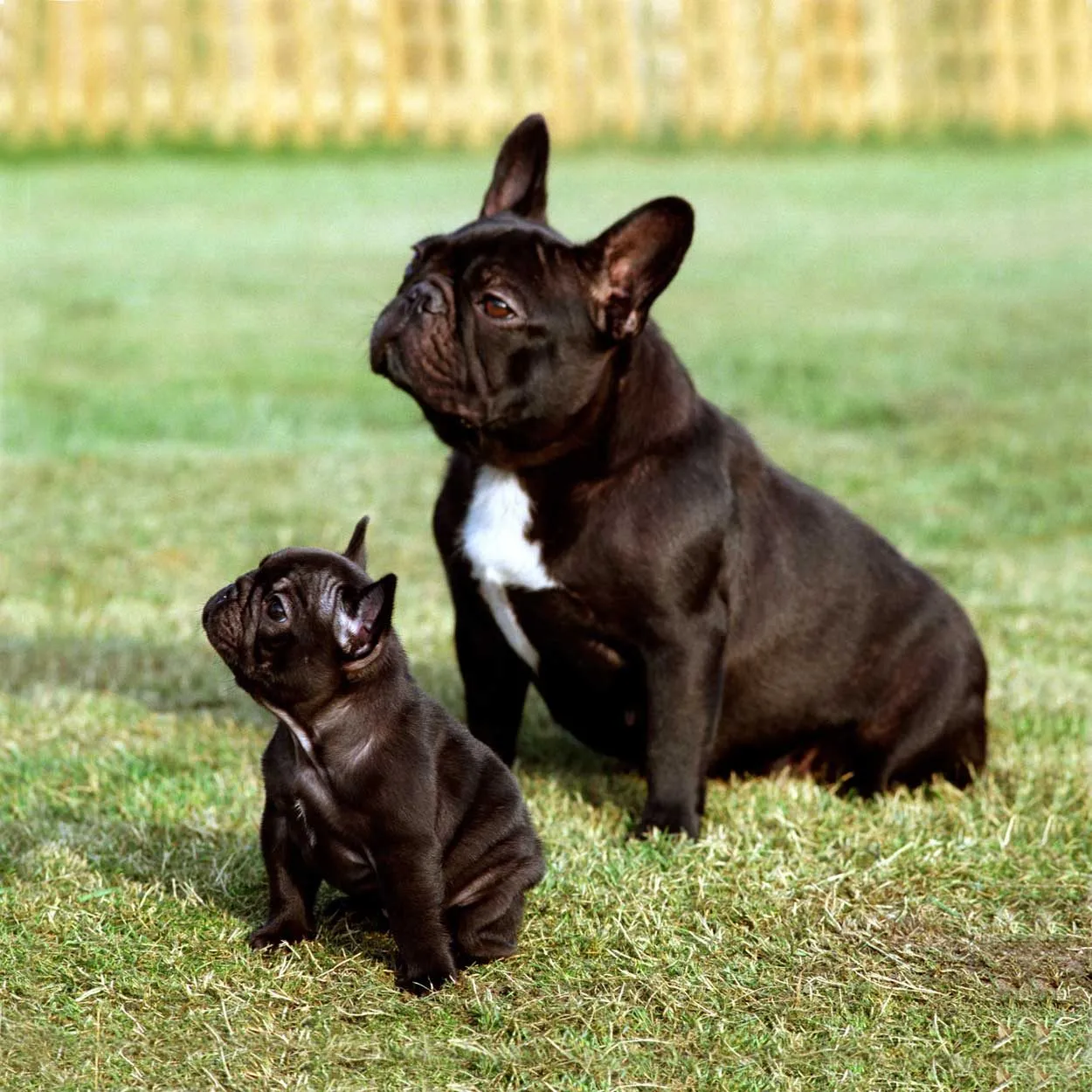 A dark brindle French Bulldog sitting on grass next to a small puppy.