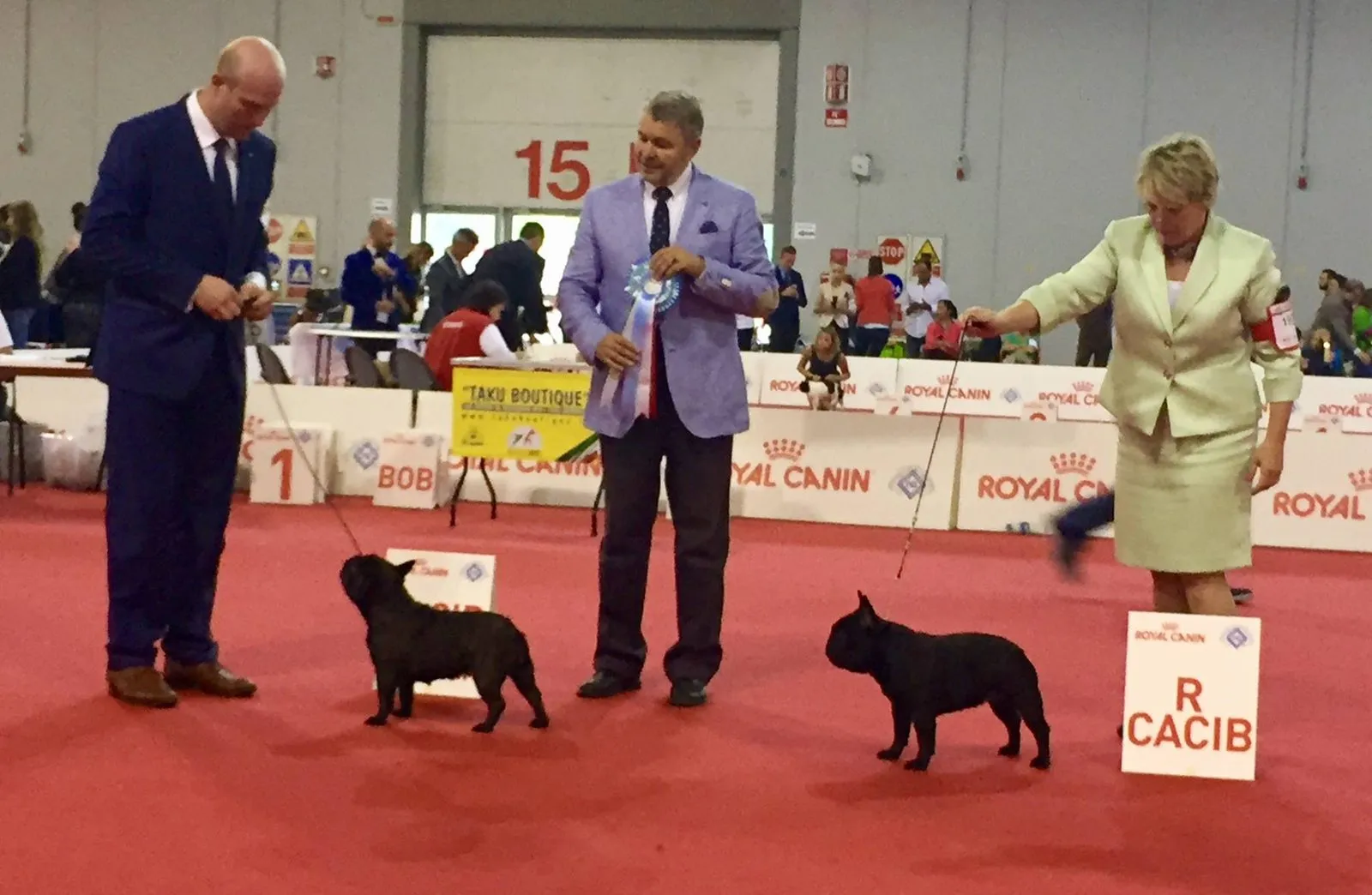 Two black French Bulldogs stand in a show ring on red carpet with their handlers and a judge, next to “BOB” and “R CACIB” signs.