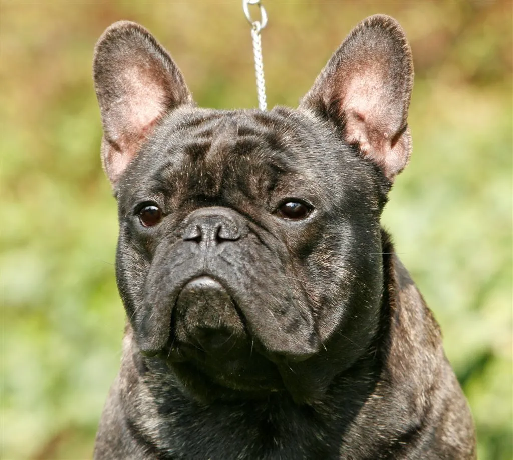 Close-up of a brindle French Bulldog’s face.