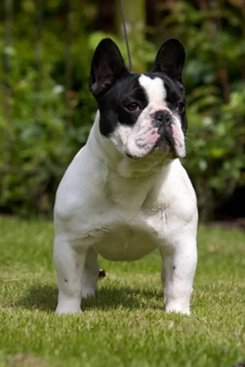 A pied French Bulldog standing on grass against dark foliage, facing the camera.