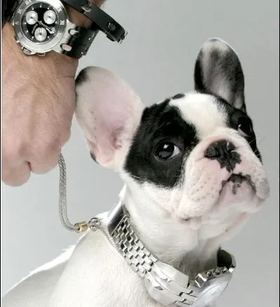 Close-up of a pied French Bulldog on a chain lead, held by a hand wearing a large wristwatch.