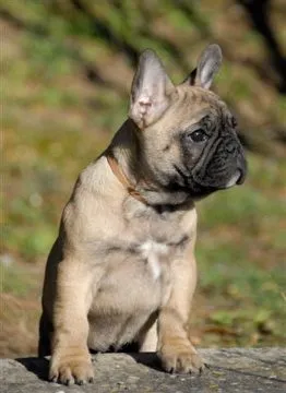 A fawn French Bulldog sitting in the sun, looking to the side.