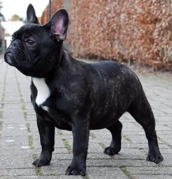 A dark brindle French Bulldog with a white chest mark standing on a paved path.
