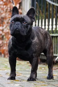 A dark brindle French Bulldog standing on paving by a garden gate.