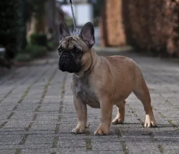 A fawn French Bulldog with a dark mask standing on a paved lane.
