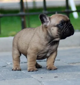 A fawn French Bulldog puppy standing on paving.