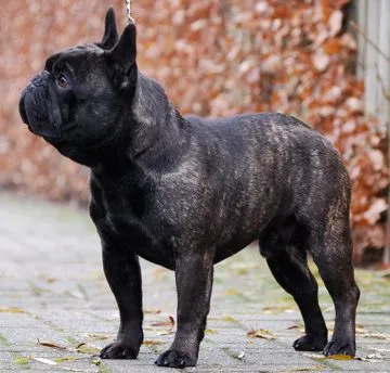 A dark brindle French Bulldog standing on paving in front of an autumn hedge.