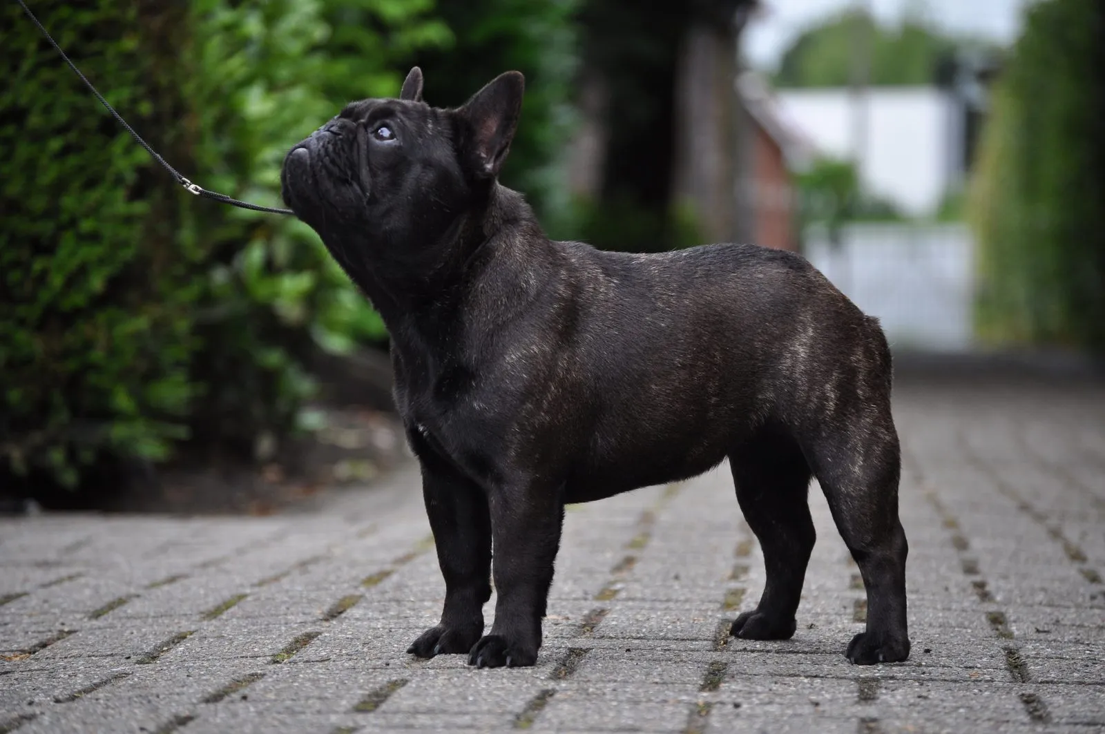 A dark brindle French Bulldog standing on a paved path on a lead, looking up.