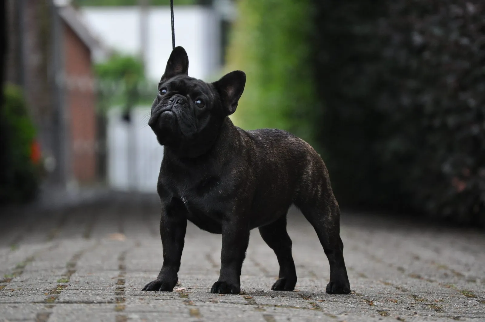 A dark brindle French Bulldog on a lead, standing on a paved drive, seen at an angle.