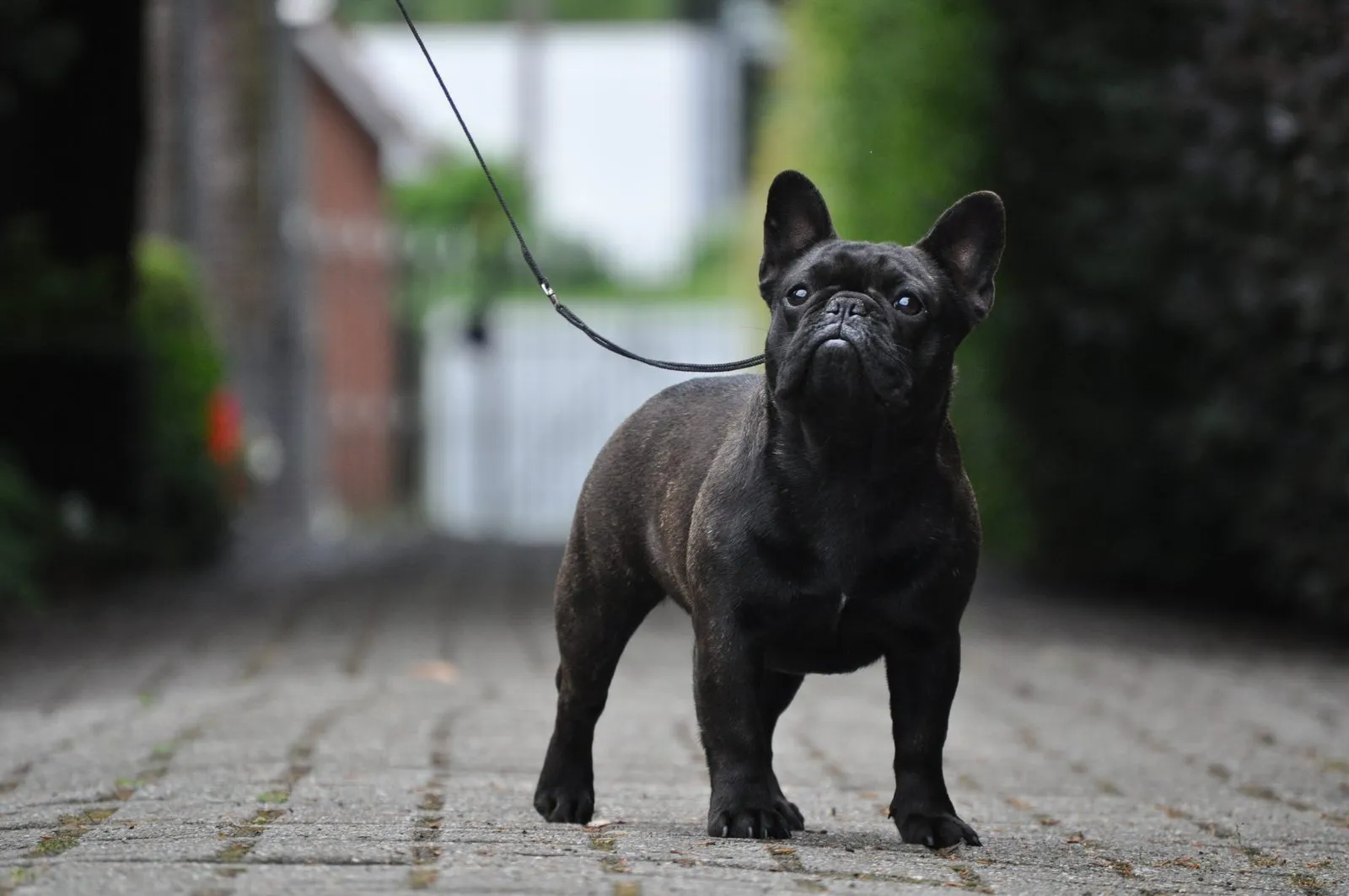 A dark brindle French Bulldog on a lead, standing on a paved drive, facing the camera.