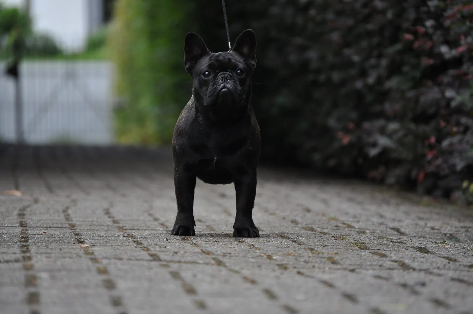A dark French Bulldog on a lead, standing on a paved drive.