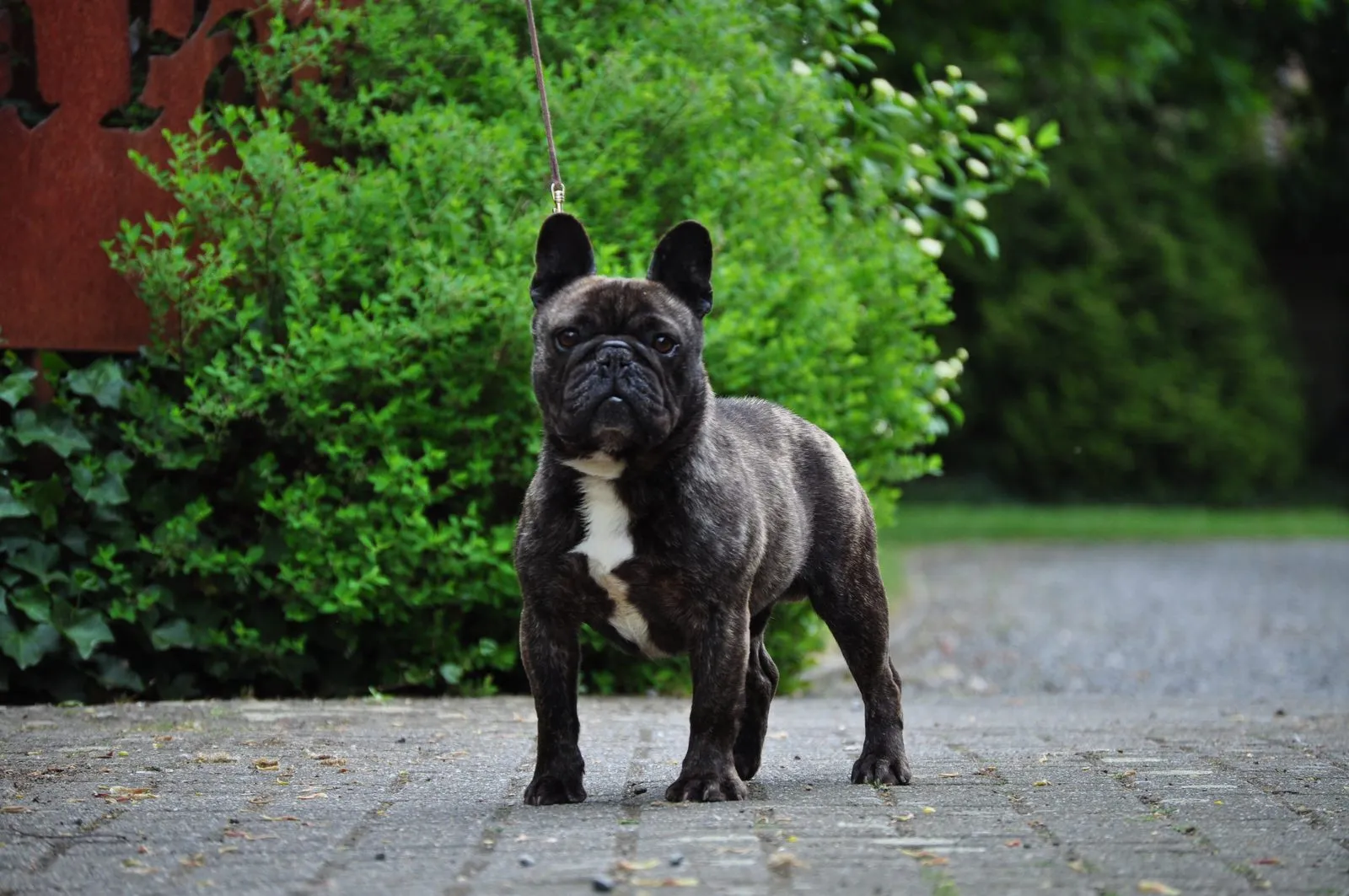 A brindle French Bulldog with a white chest standing on a paved drive in front of a hedge.