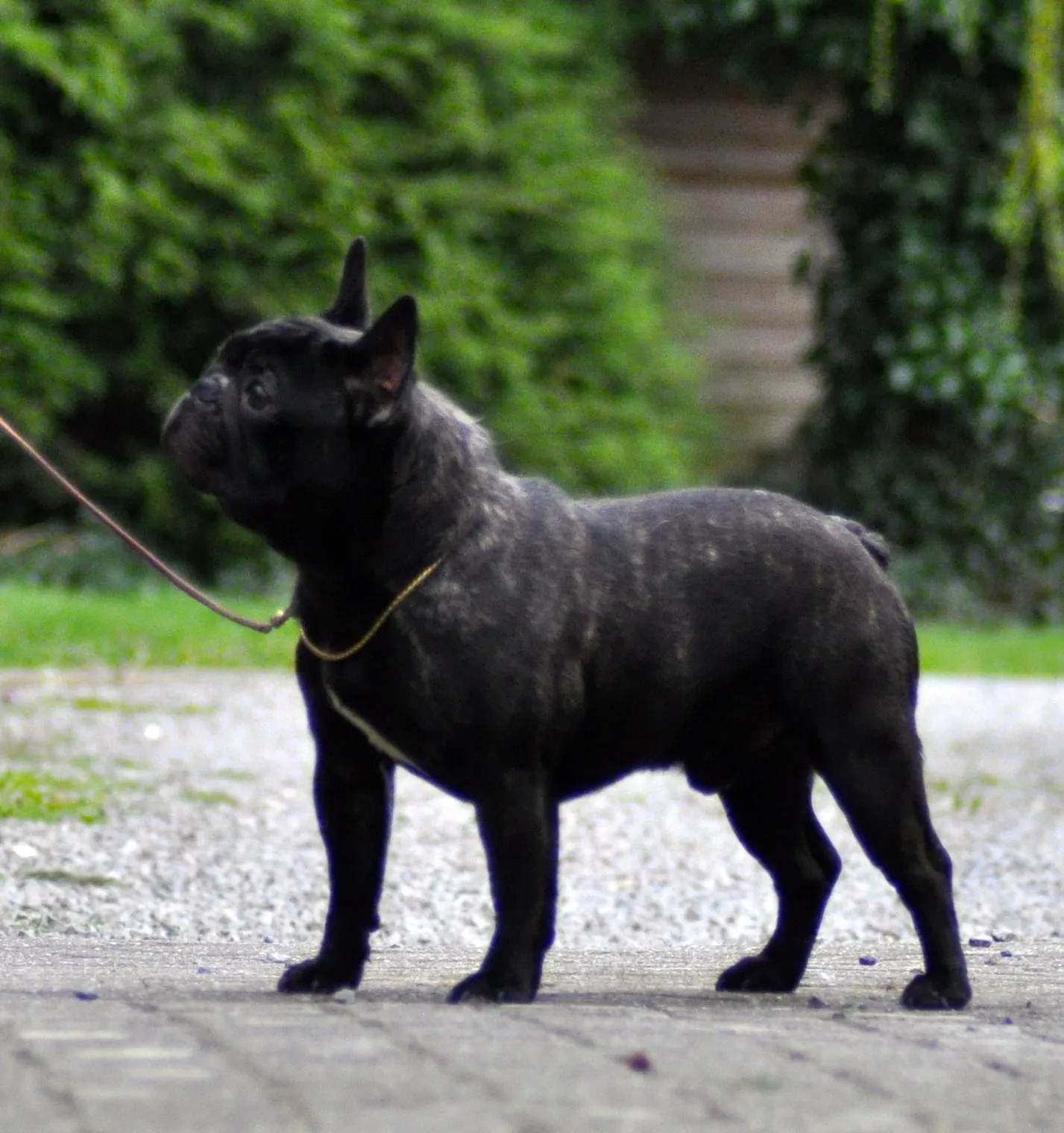A dark brindle French Bulldog on a lead, standing on a gravel path.
