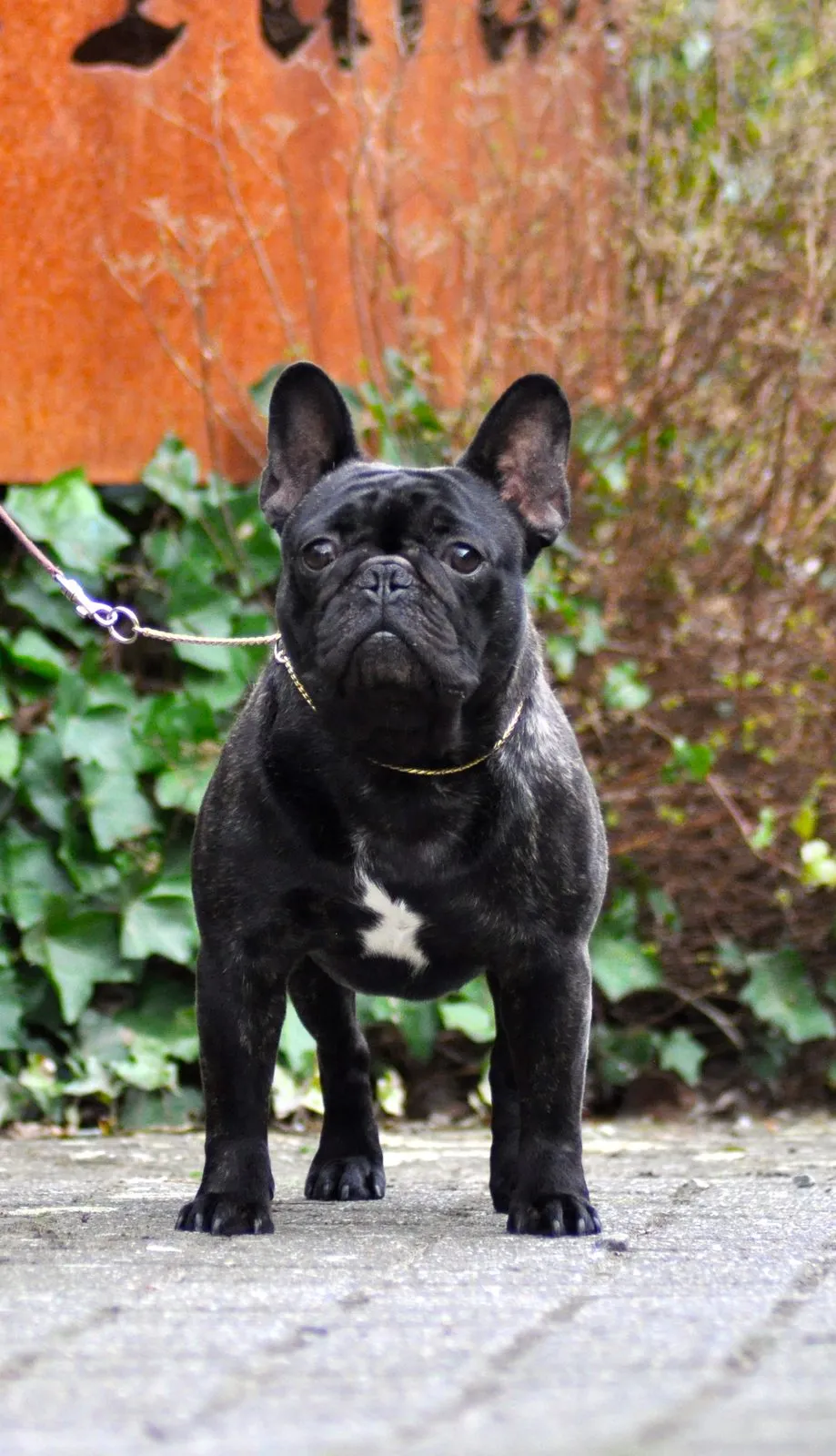 A dark brindle French Bulldog with a white chest mark standing on a lead in front of ivy.