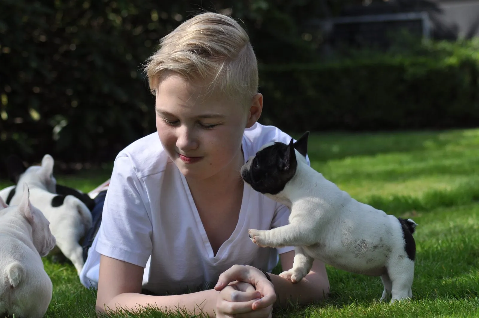 A blond boy lies on the grass with pied French Bulldog puppies around him.
