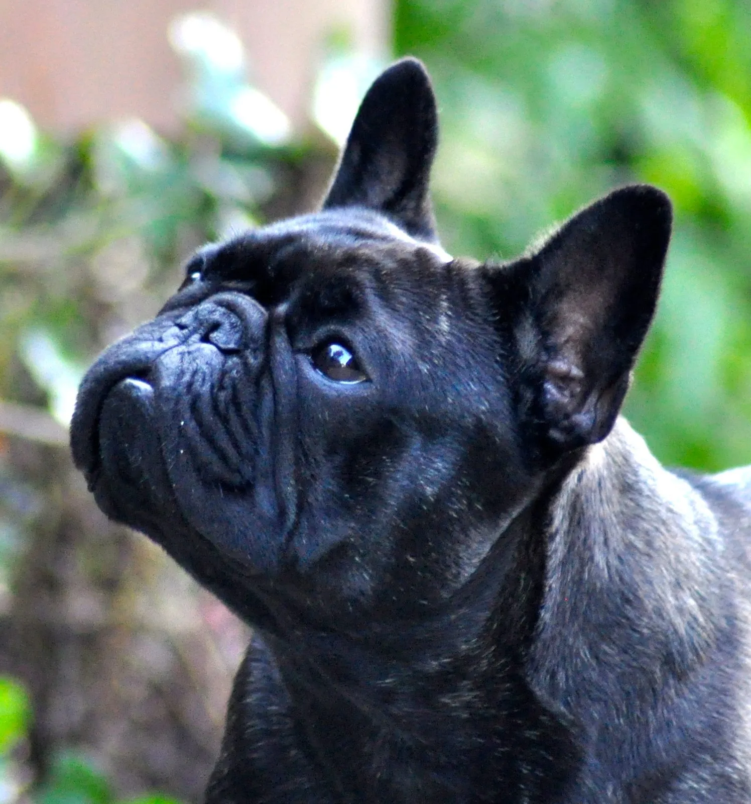 Close-up of a dark French Bulldog looking up.