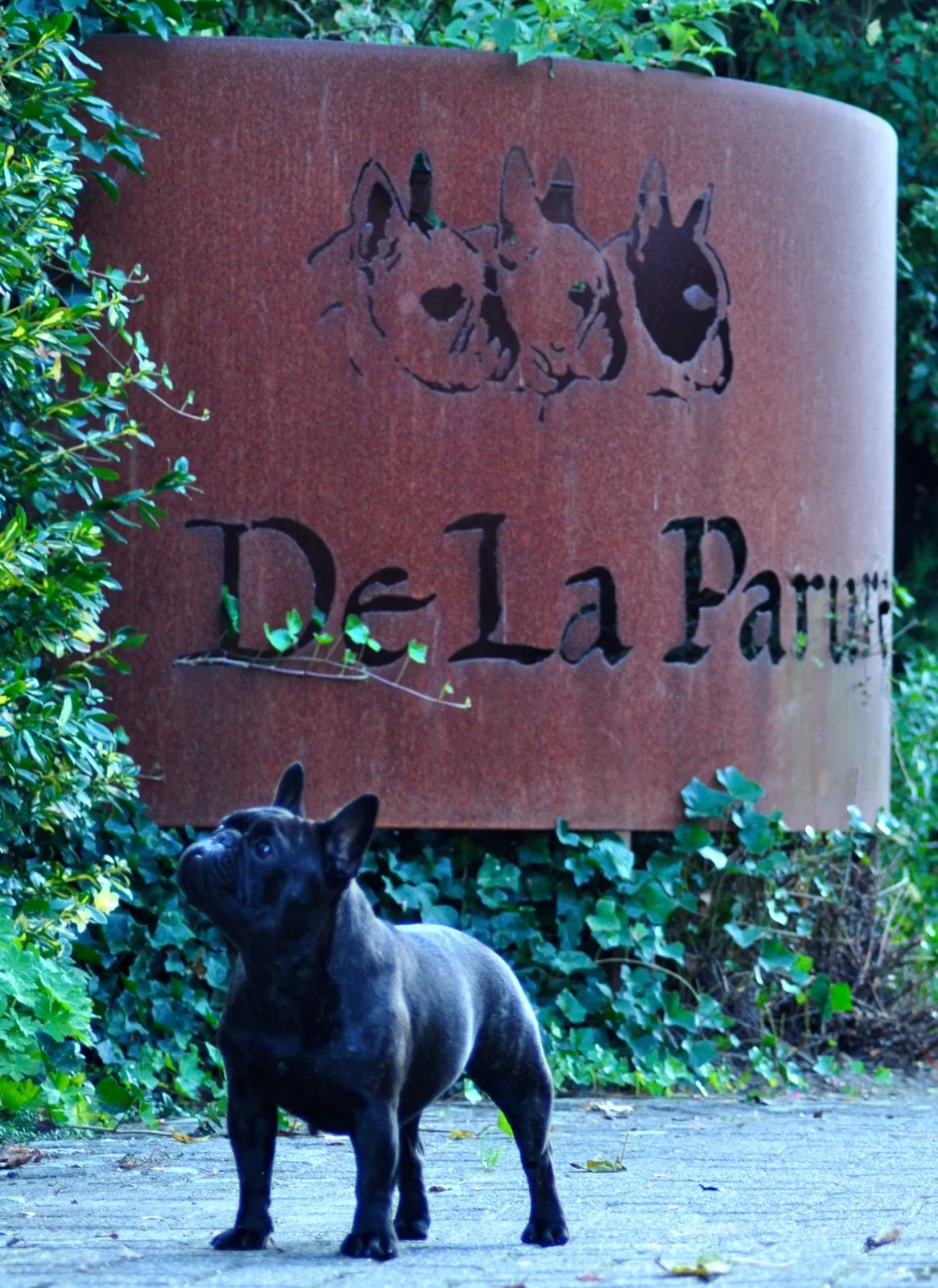 A dark French Bulldog standing in front of a rusted steel wall engraved with “De La Parure”.