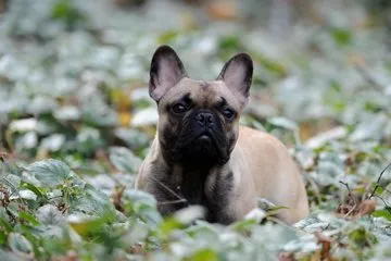 A fawn French Bulldog with a dark mask sitting among green leaves.