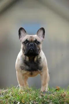 A fawn French Bulldog with a dark mask standing on a grassy bank, facing the camera.