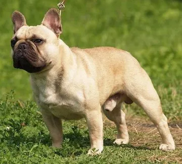 A fawn French Bulldog standing in profile on grass.