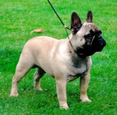 A fawn French Bulldog with a black mask standing on grass.