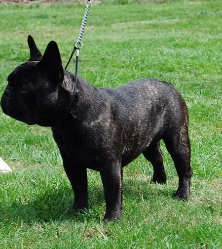 A dark brindle French Bulldog on a chain lead, standing on grass.