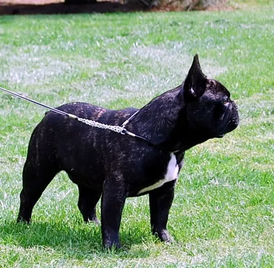 A dark brindle French Bulldog with a white chest mark on a chain lead, standing on grass.