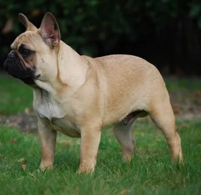 A fawn French Bulldog standing on grass, seen from the side.