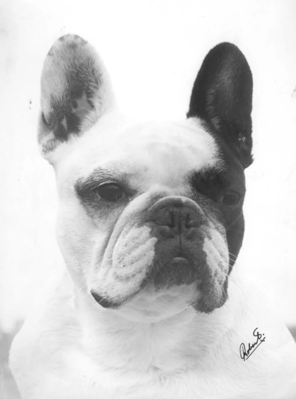 Black and white portrait of a white French Bulldog with dark ears, signed in the corner.