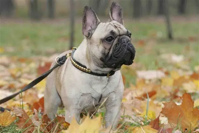 A fawn French Bulldog with a studded collar among autumn leaves.